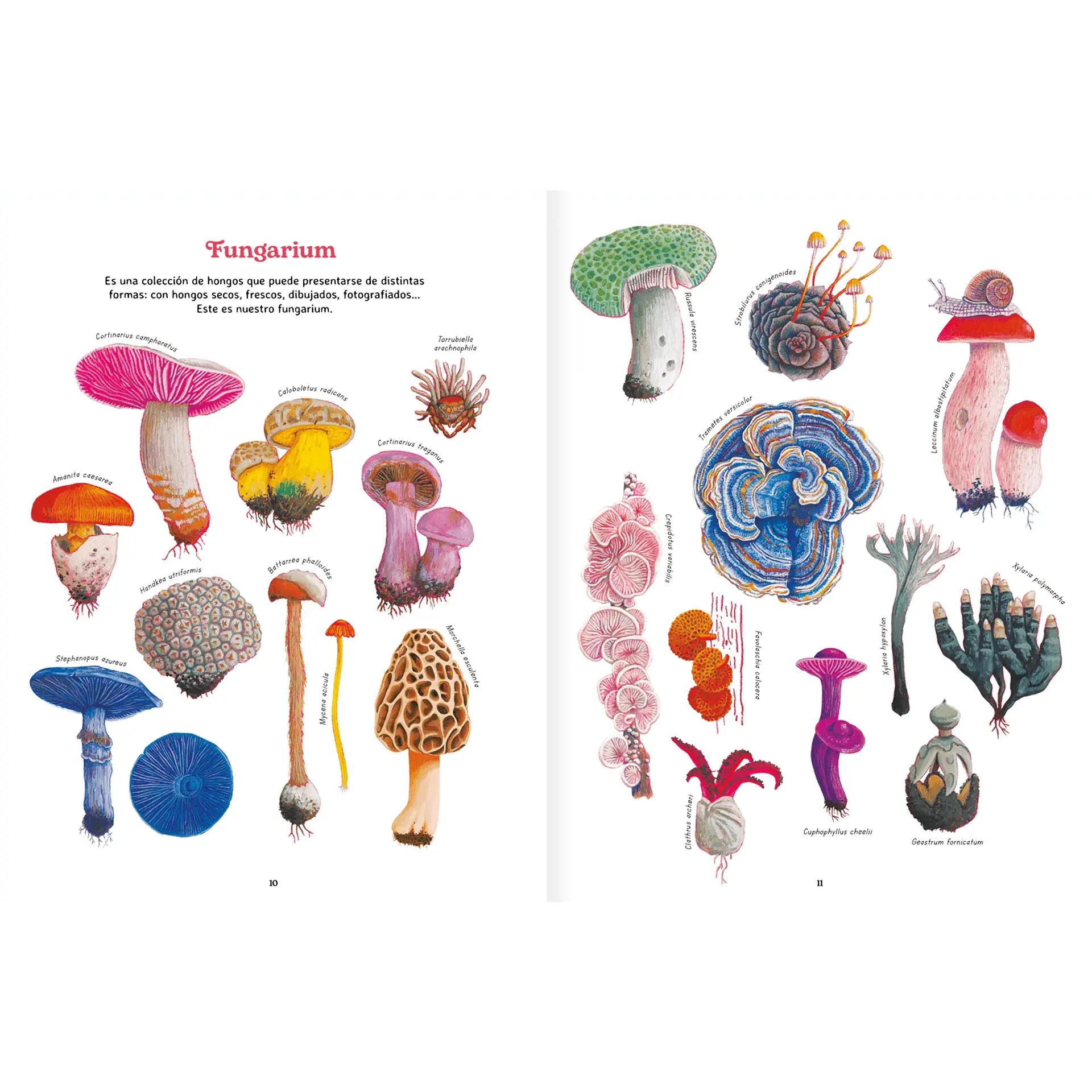 Reino Fungi 2