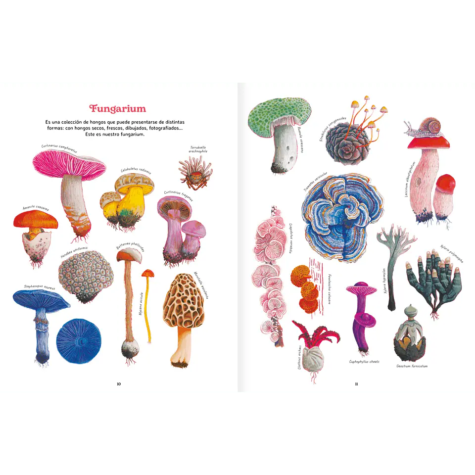 Reino Fungi 2