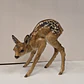 Cervo em porcelana alemã, policromada da Hutschenreuther de Hohenberg, Selb - miniatura 4