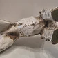 Estatueta representando Fox Terrier de pelo duro. - Thumbnail 7
