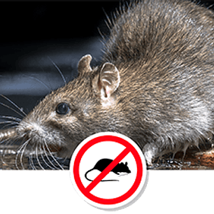 Control de Plagas Residenciales