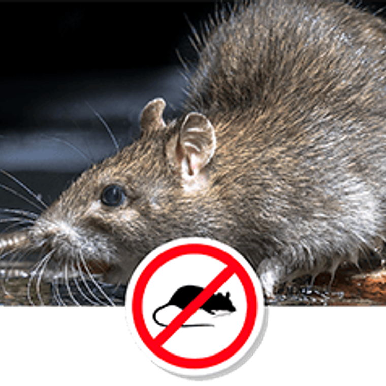 Control de Plagas Residenciales 1