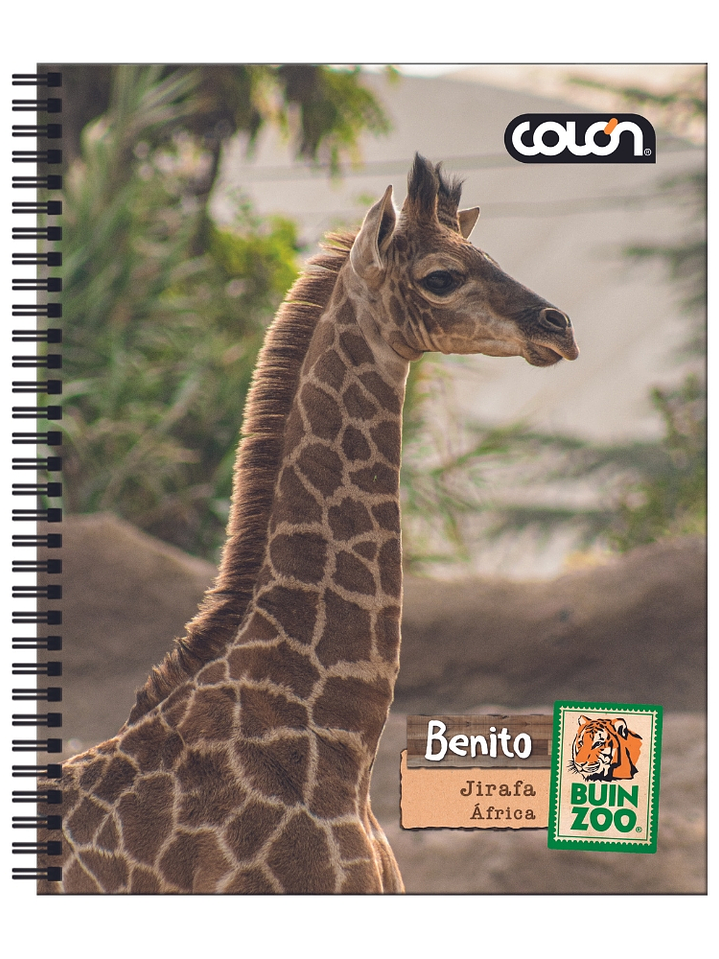 Cuaderno  Universitario Colon Buin Zoo 7mm 100 hojas 3
