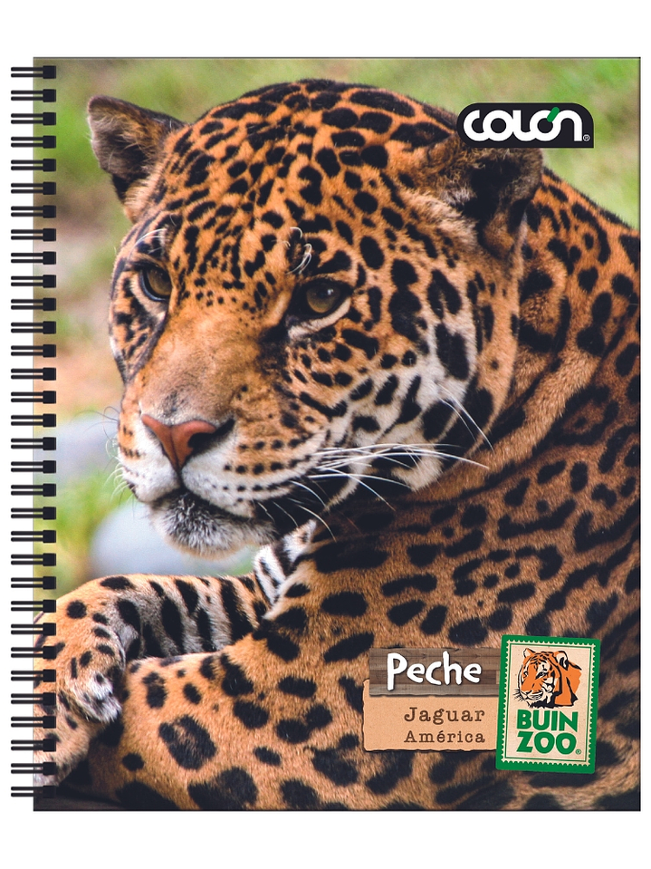 Cuaderno  Universitario Colon Buin Zoo 7mm 100 hojas 4