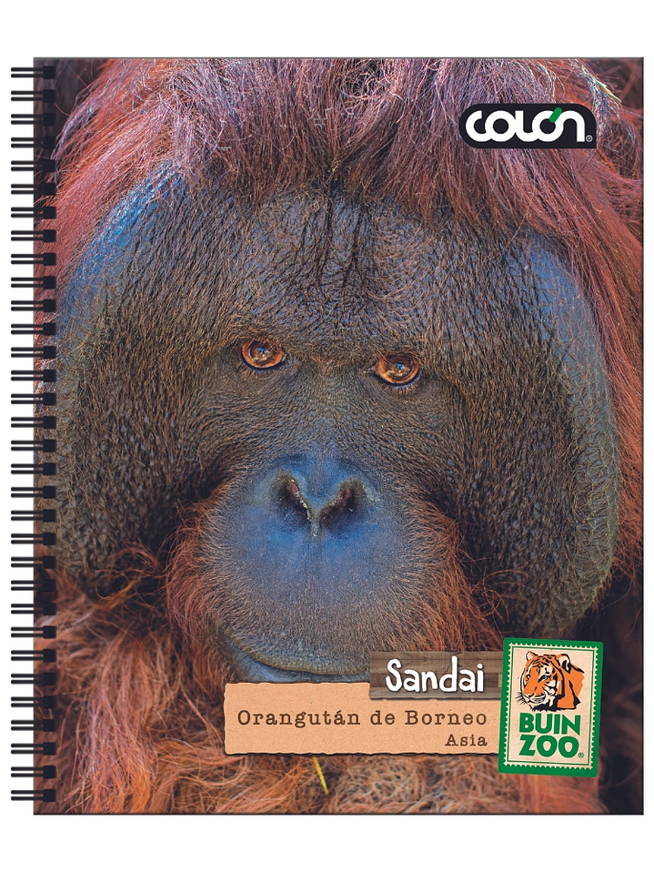 Cuaderno  Universitario Colon Buin Zoo 7mm 100 hojas 6