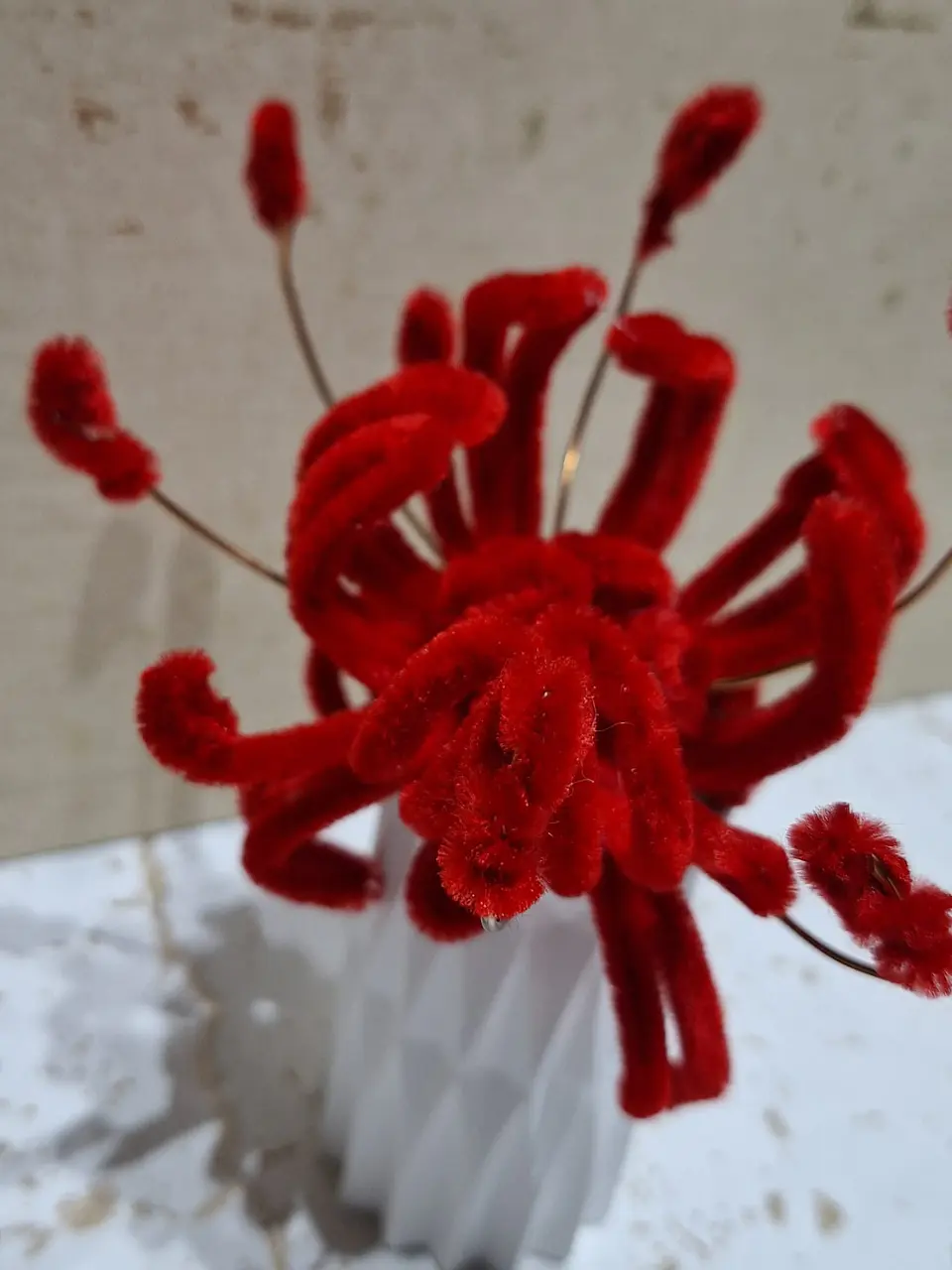 Spider Lily 3