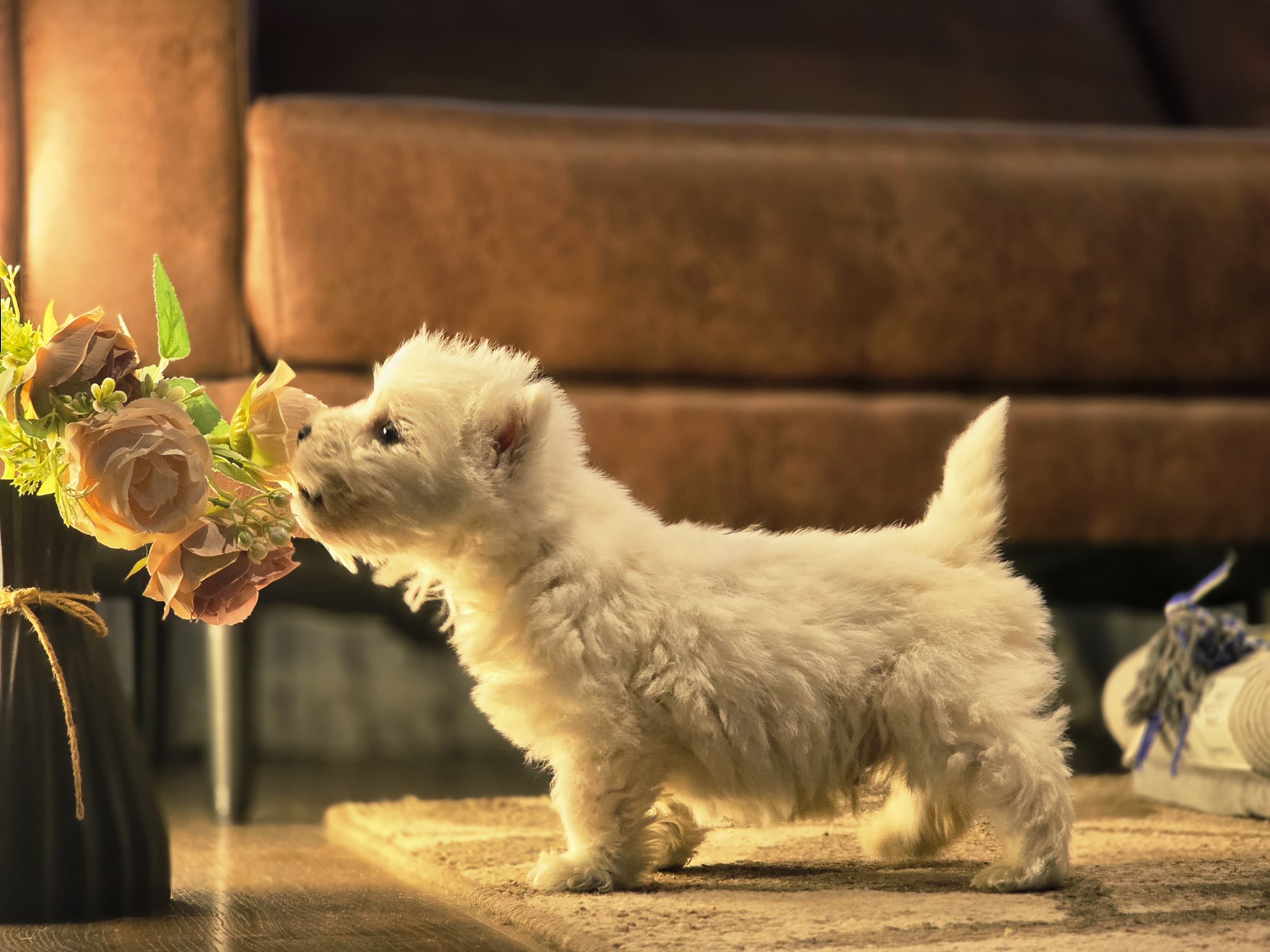 Tu compañero ideal te espera 