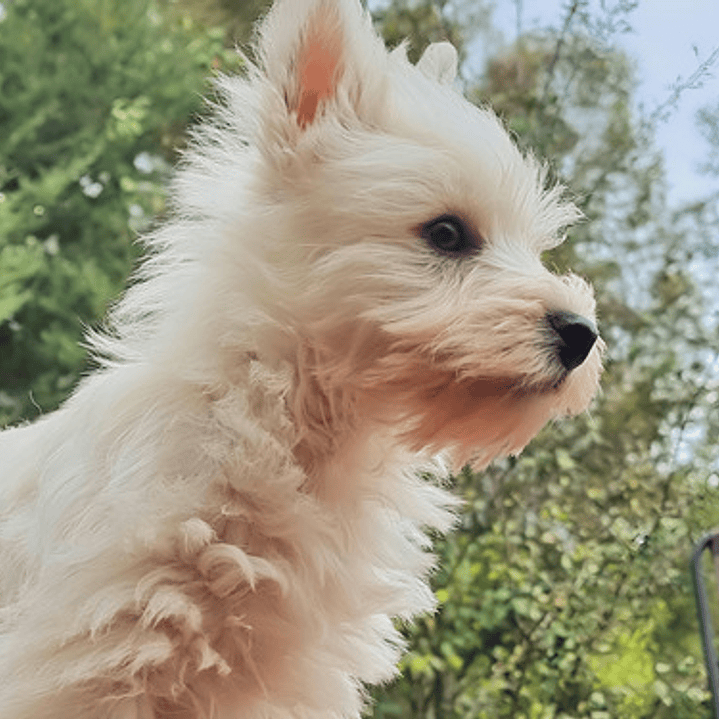 Cachorros West Highland 1