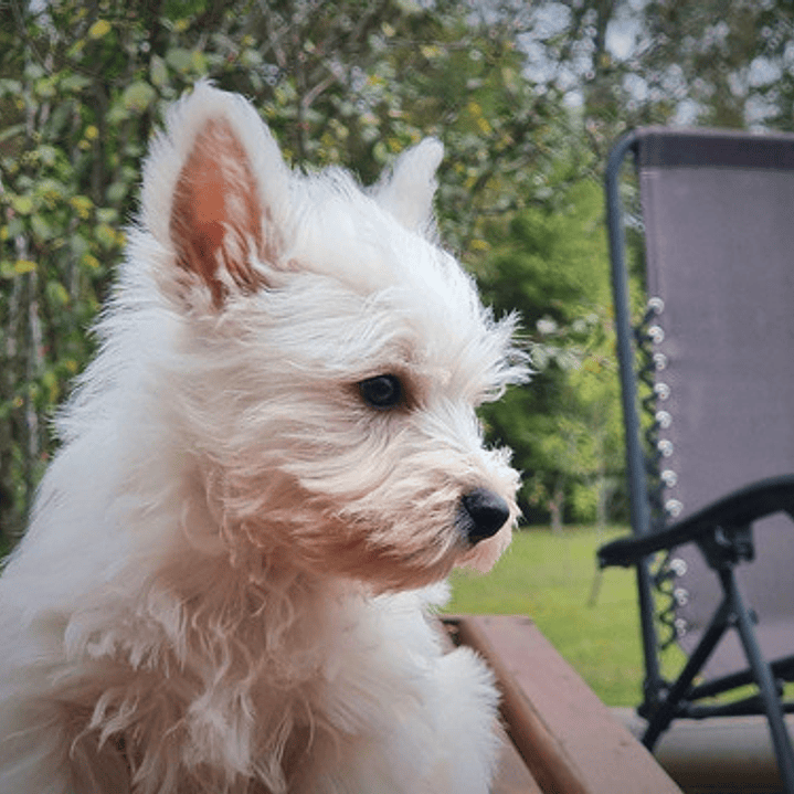 Cachorros West Highland 2