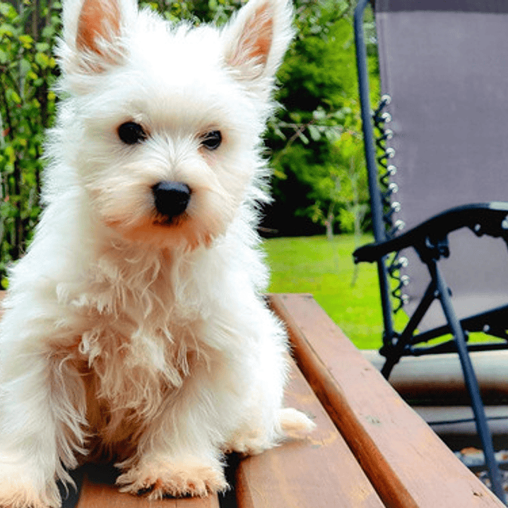 Cachorros West Highland 3