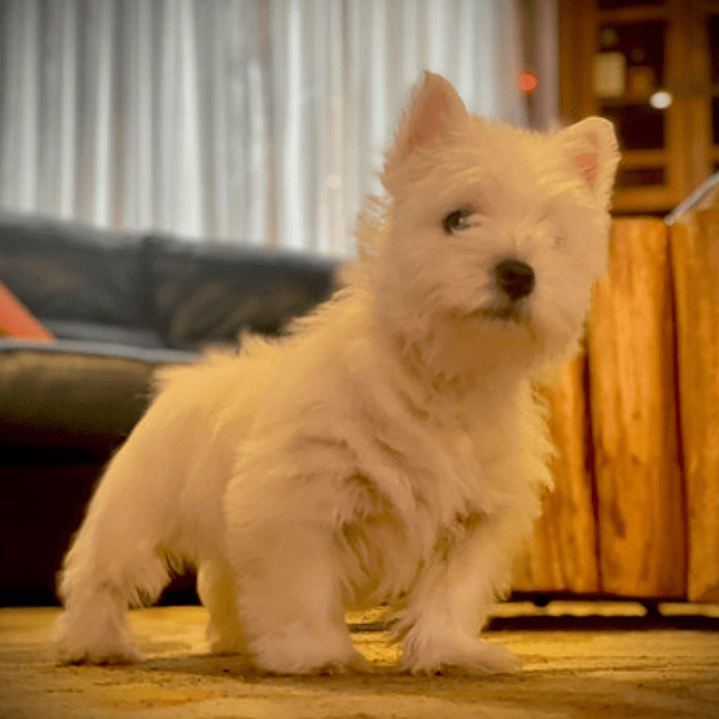 Cachorros West Highland 4