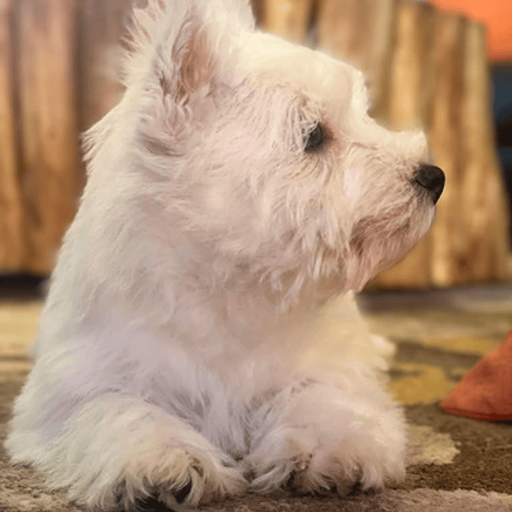 Cachorros West Highland 5