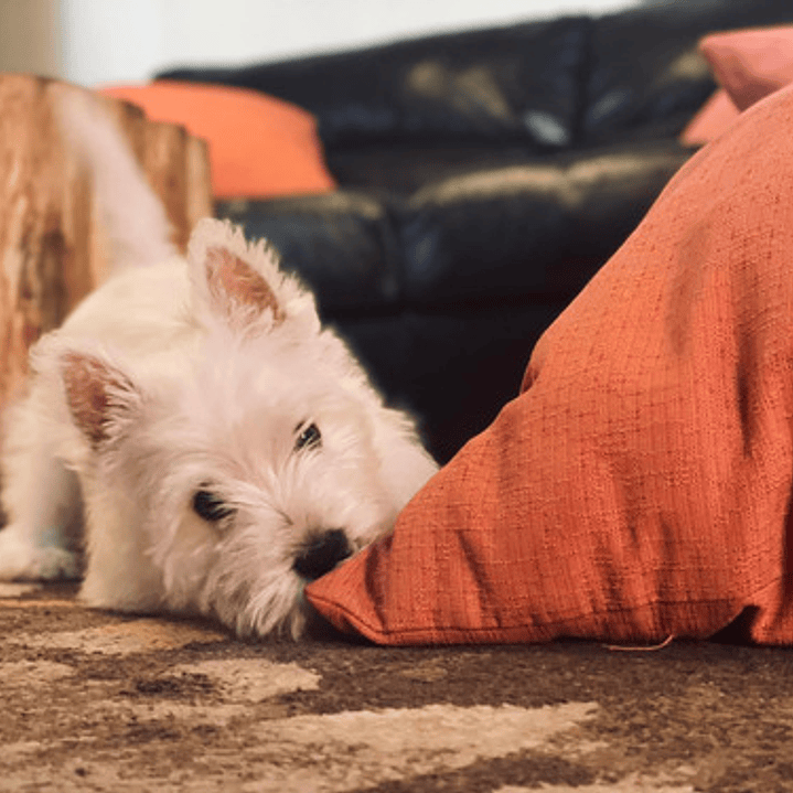 Cachorros West Highland 6