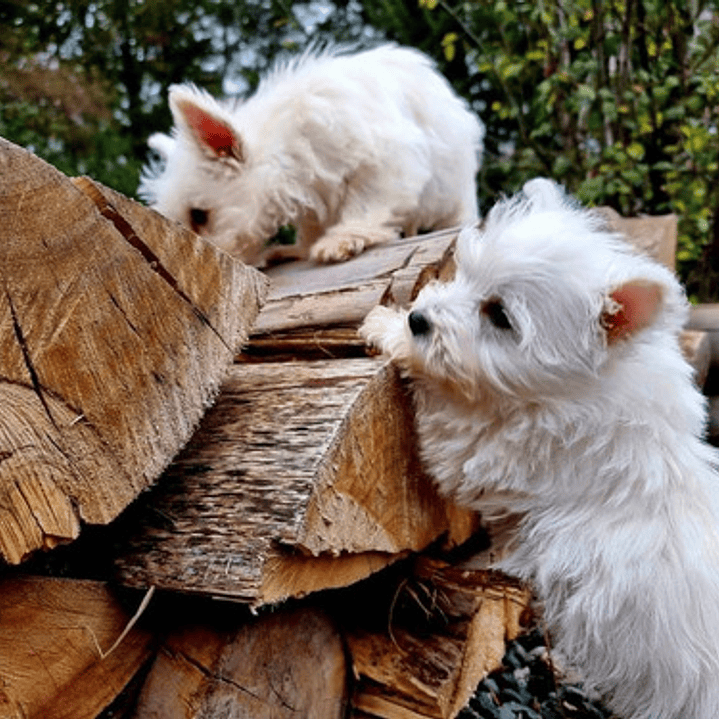 Cachorros West Highland 7