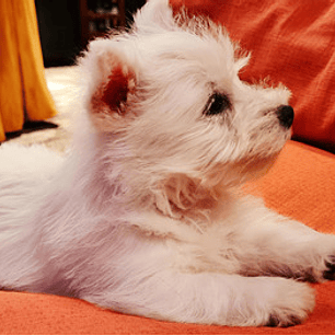 Cachorros Westy 