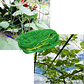 Red Cultivo Nailon Para Plantas Enredaderas 0,9m X 1,8m - Miniatura 6