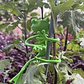 Soporte Flexible para Plantas Diseño Ranita 1 uni - Miniatura 4