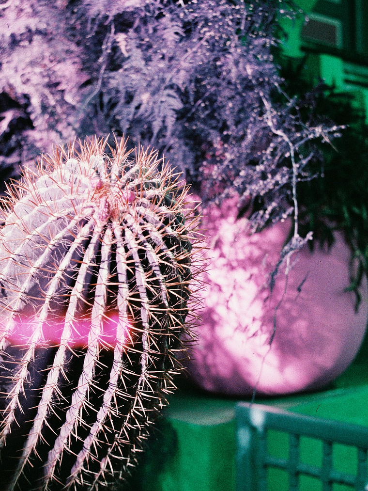 Lomo Purple 35mm 4