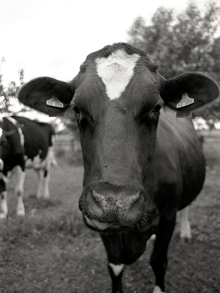 Lomo Lady Grey 35mm 2