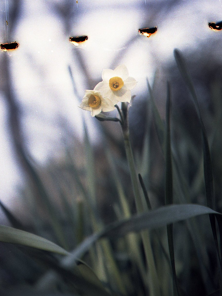 Lomo metropolis 120 5