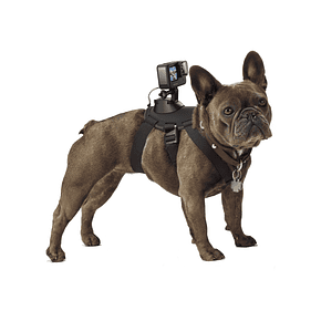 Arnes GoPro para Perros