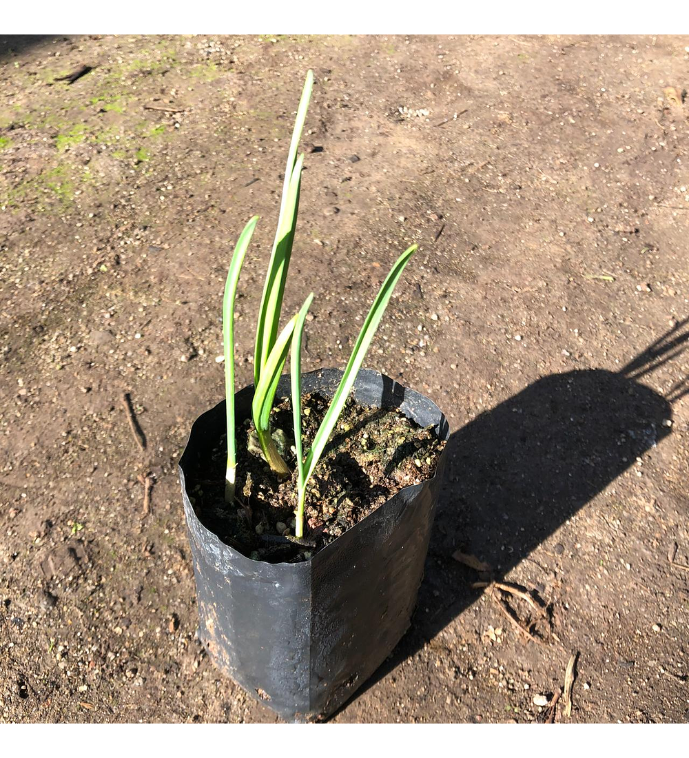 Mix huerto II (albahaca, menta, tomillo, orégano, apio)