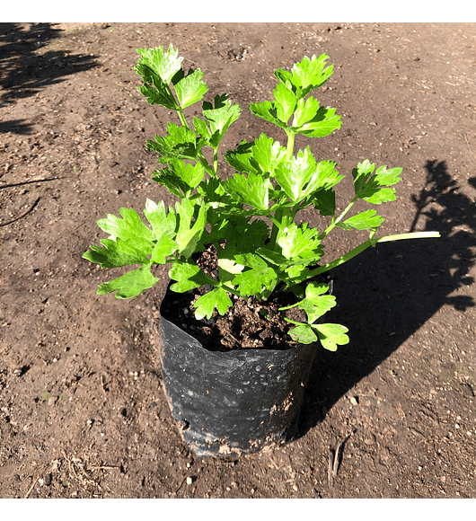 Mix huerto II (albahaca, menta, tomillo, orégano, apio)