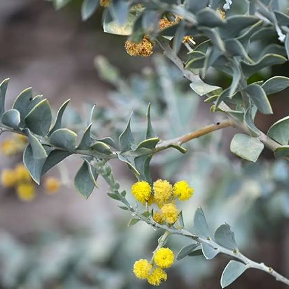 Acacia cultriformis 3