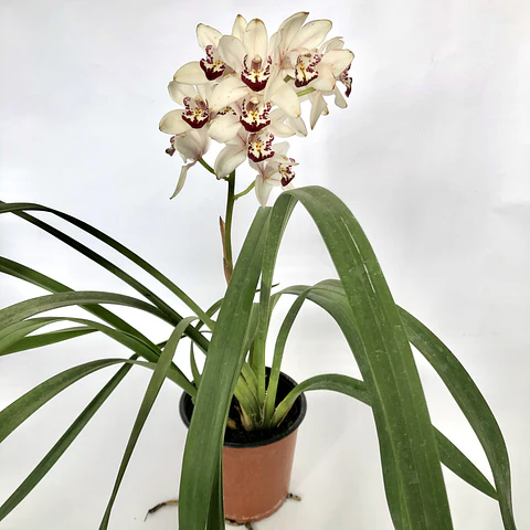 Orquídea cymbidium