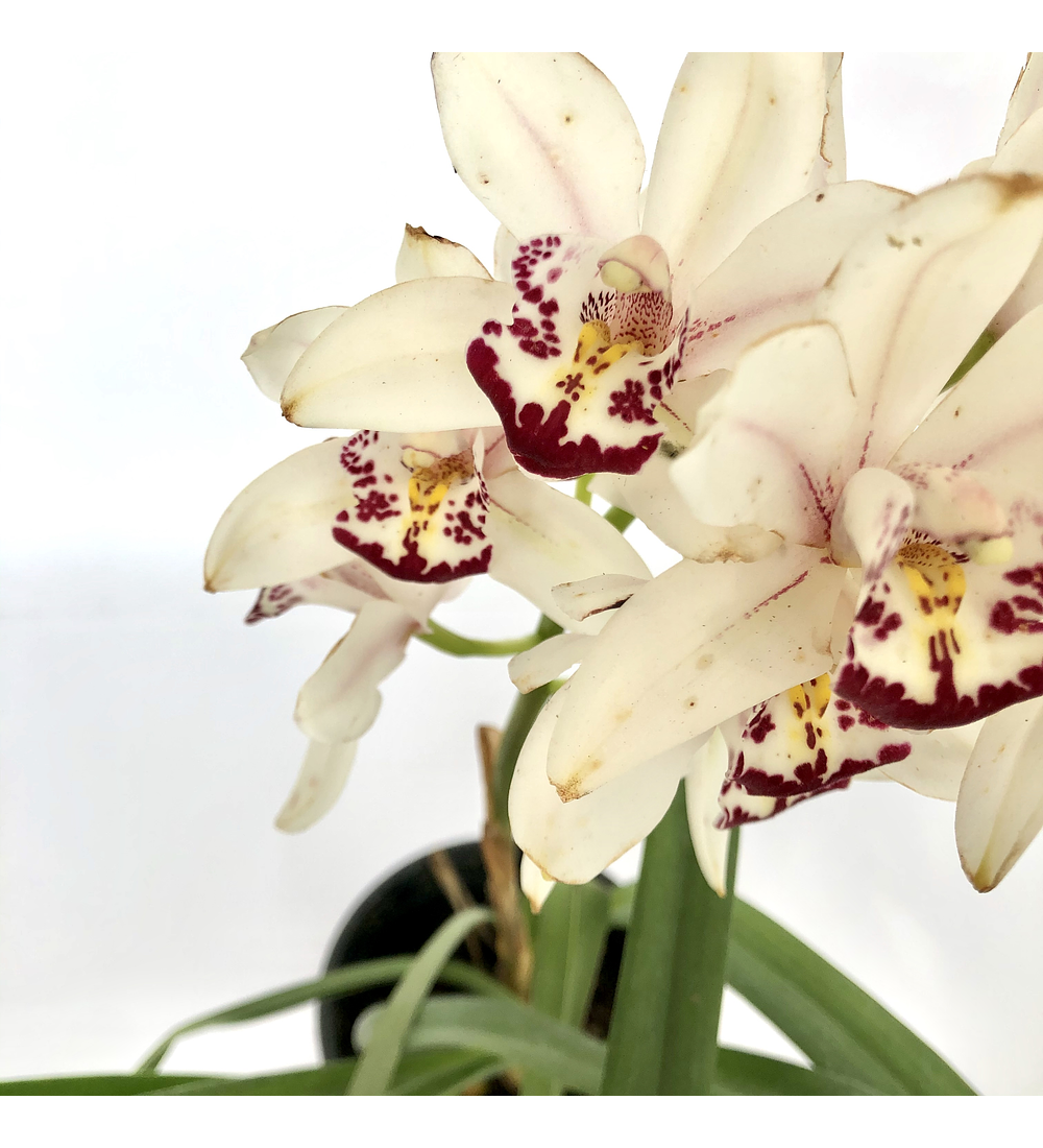 Orquídea cymbidium