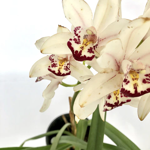 Orquídea cymbidium