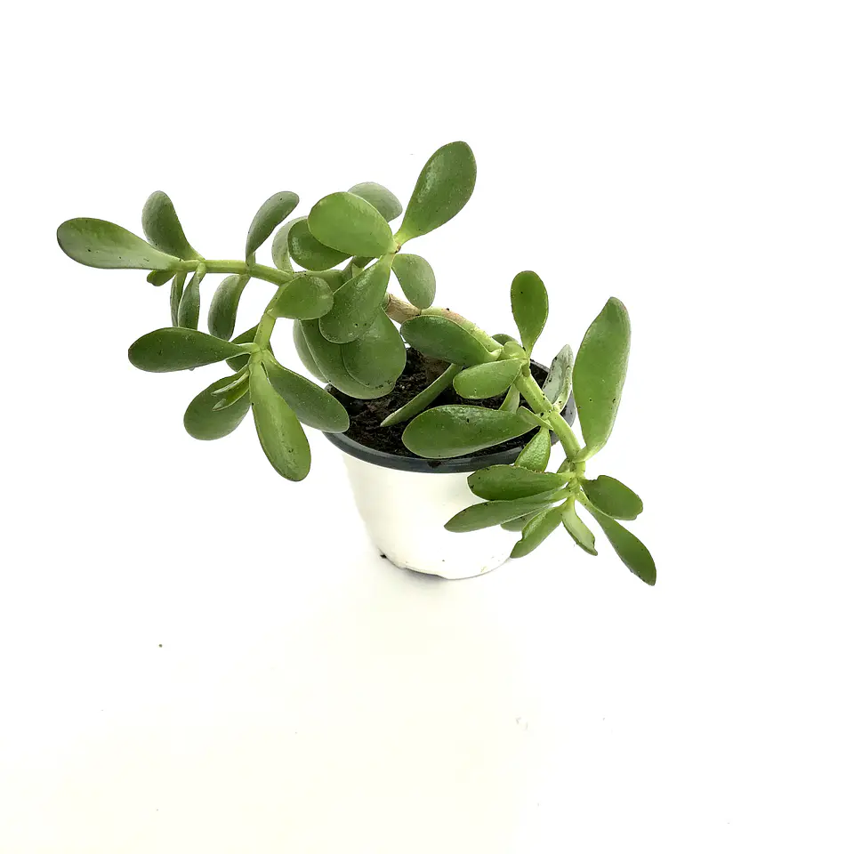 Jade 1