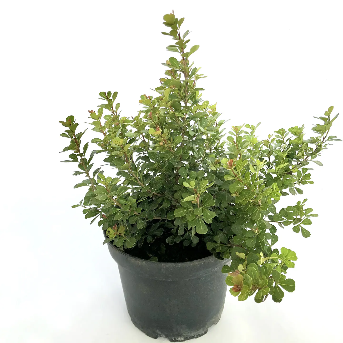 Rhus crenata 1