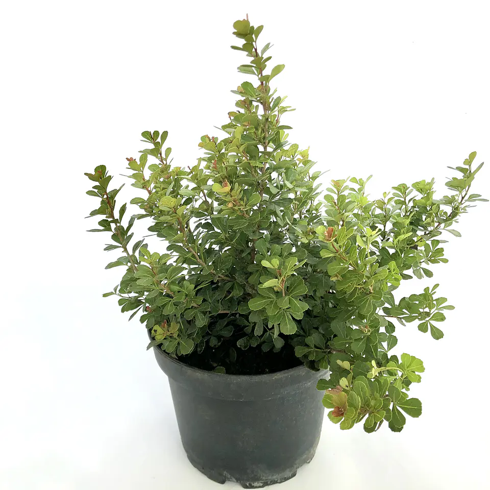 Rhus crenata 1