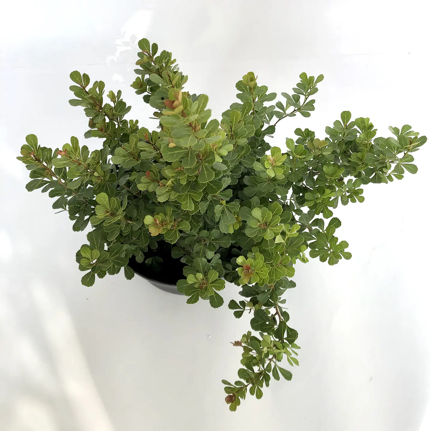 Rhus crenata 2