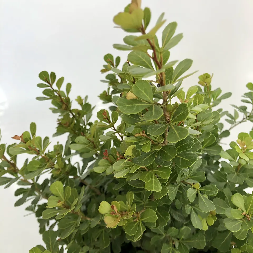 Rhus crenata 3