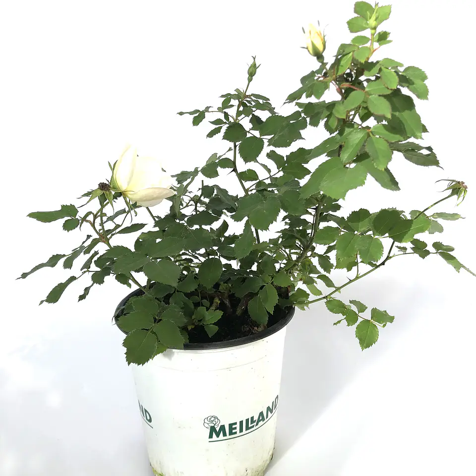 Rosa White Knock Out 2