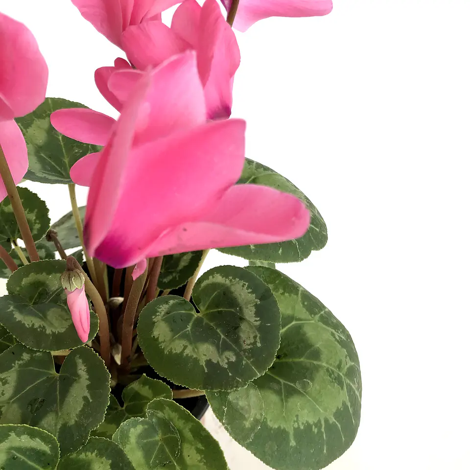 Cyclamen 3