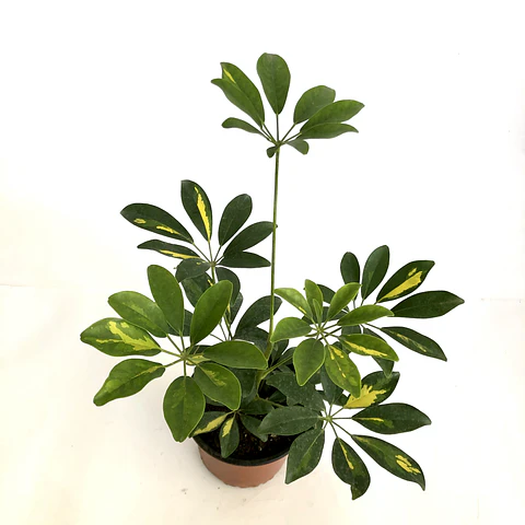 Schefflera