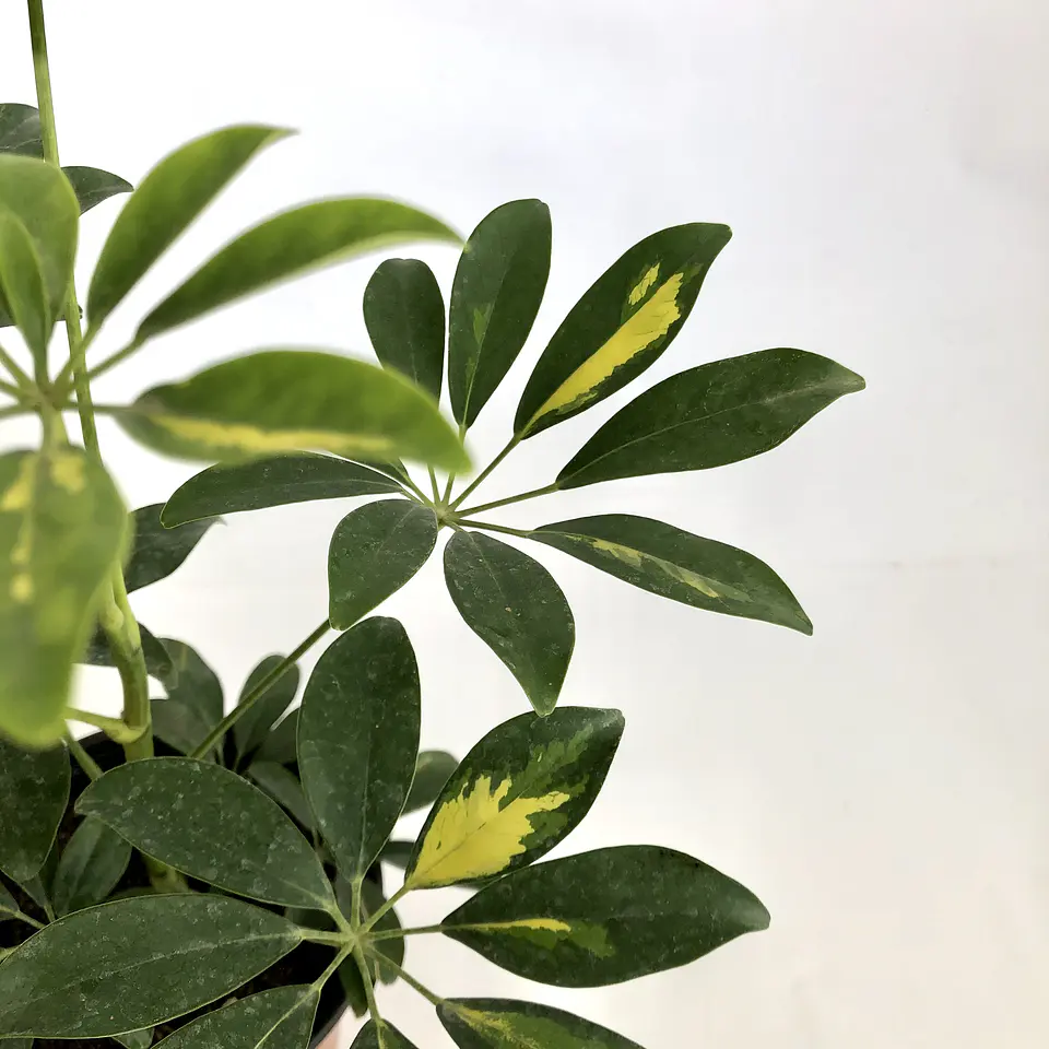 Schefflera 3