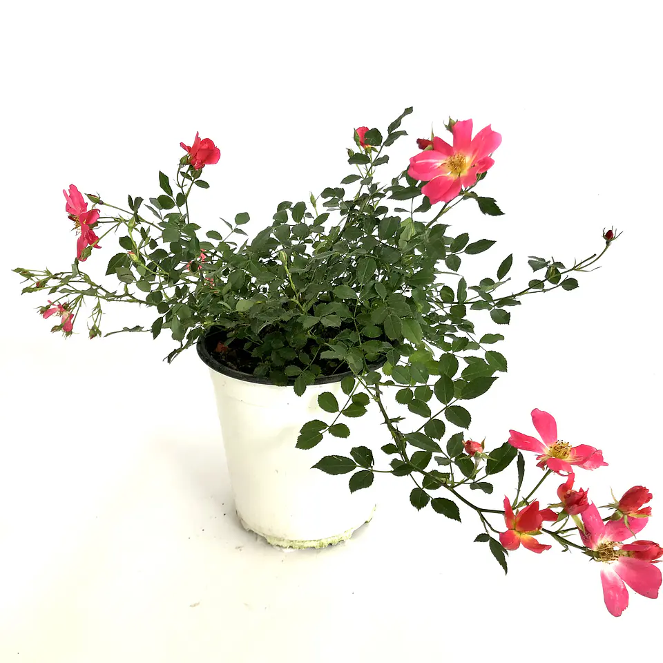 Rosa pink drift 2