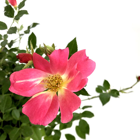 Rosa pink drift