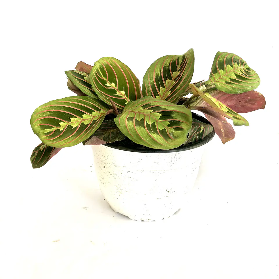 Maranta leuconeura 2