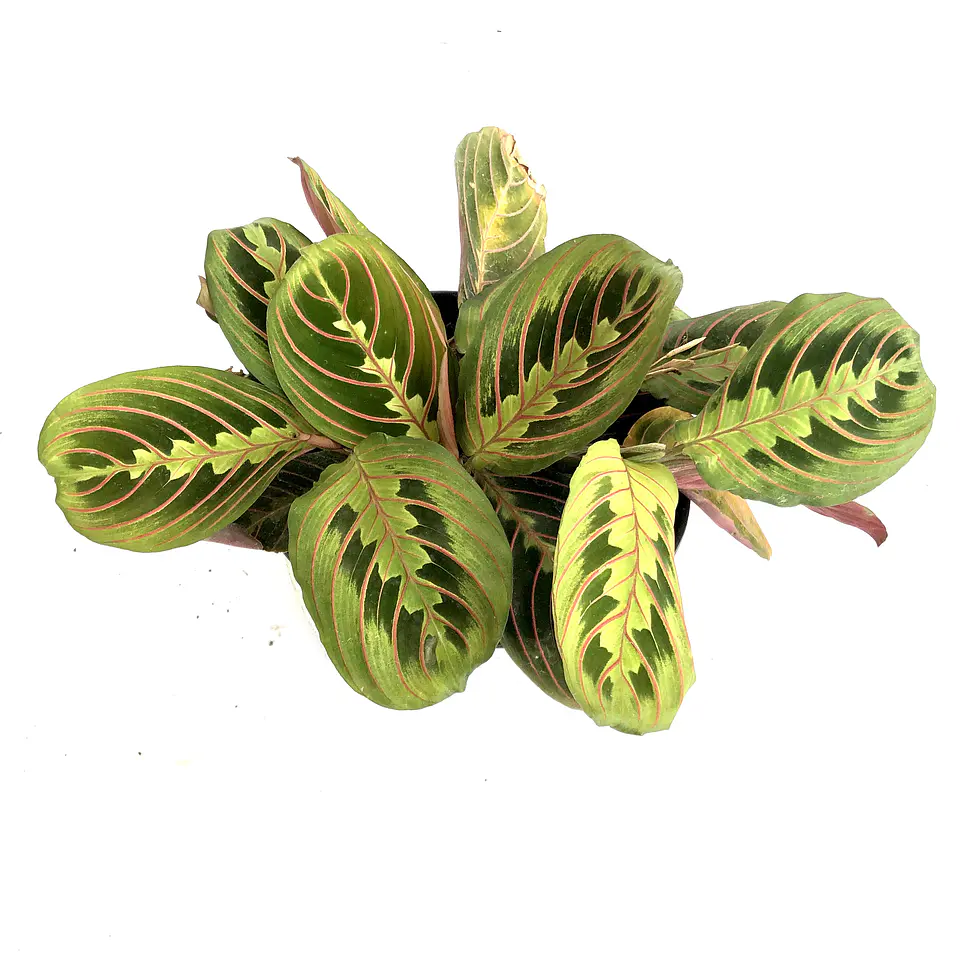Maranta leuconeura 3