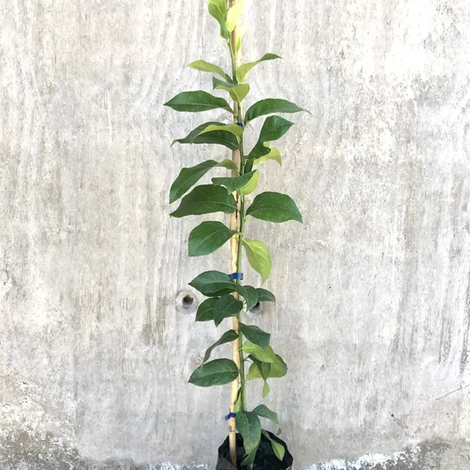 Limón Messina 2