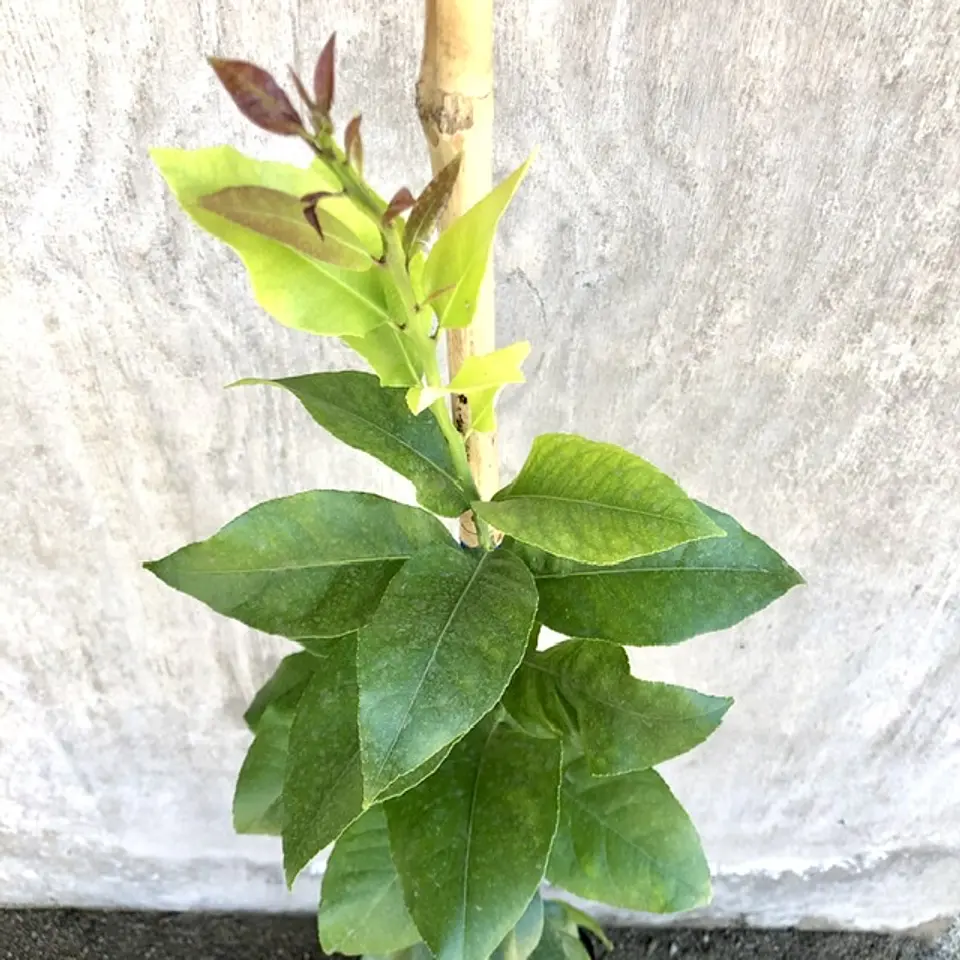 Limón Messina 3