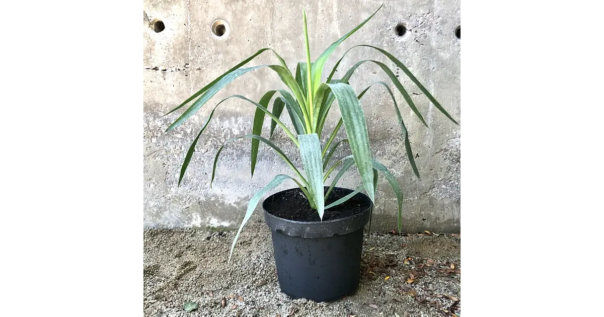 Yucca