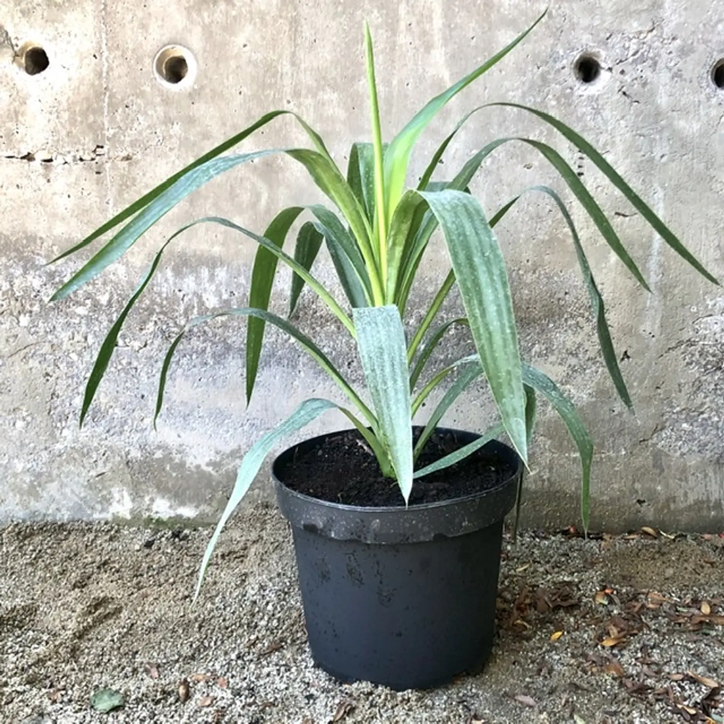 Yucca 1