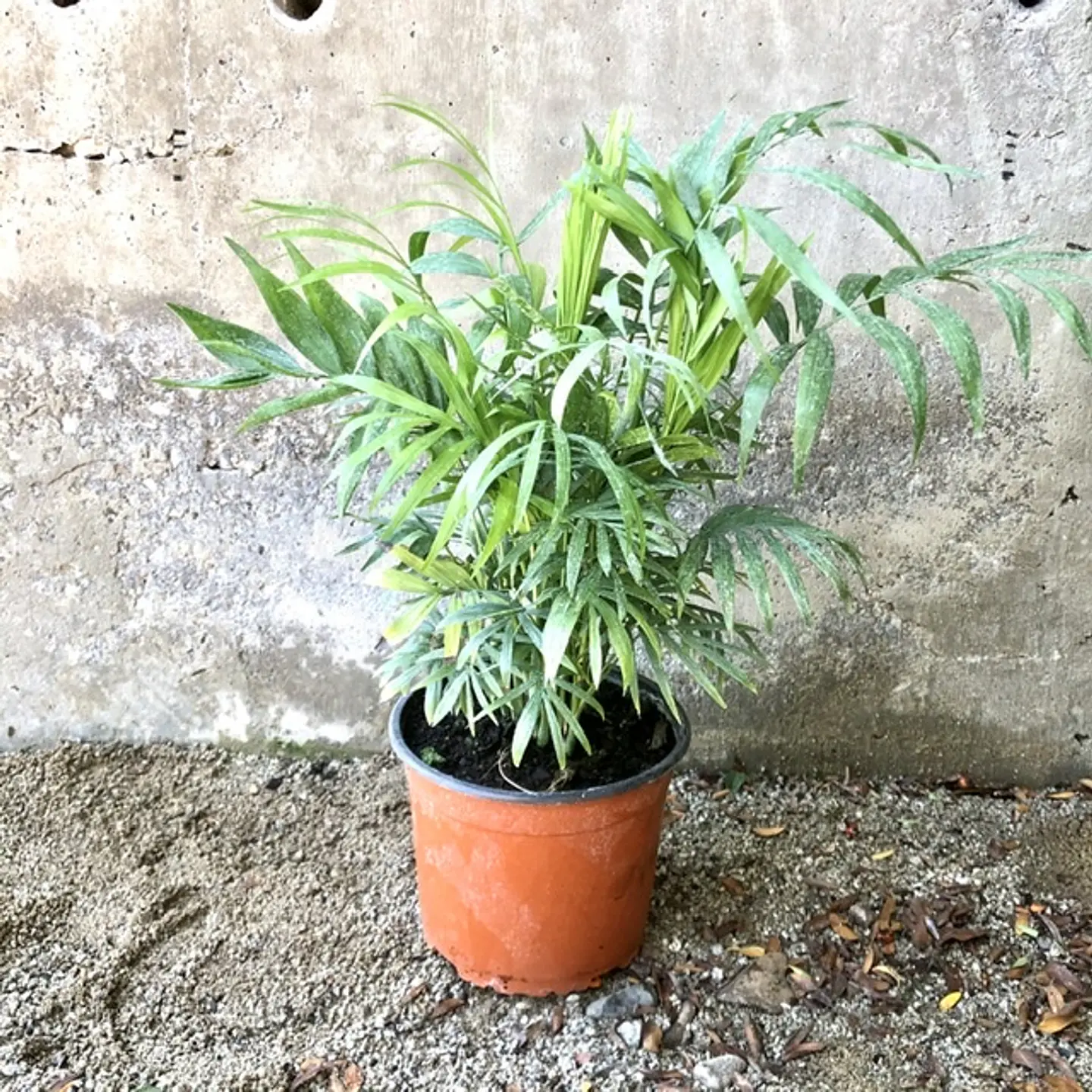 Chamaedorea Elegans 2