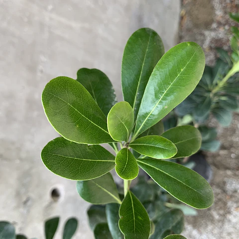 Pitosporo tobira